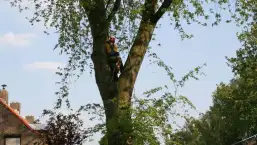 images/bomen rooien/boom boxtel/11 bomen rooien bomen kappen bomen snoeien bomen vellen Boekel Loon op Zand Kaatsheuvel de Moer-257x145-b24