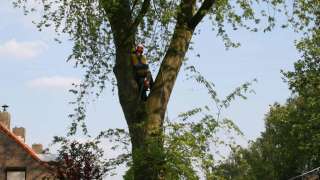 images/bomen rooien/boom boxtel/11 bomen rooien bomen kappen bomen snoeien bomen vellen Boekel Loon op Zand Kaatsheuvel de Moer-320x180-769