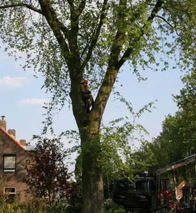 images/bomen rooien/boom boxtel/11 bomen rooien bomen kappen bomen snoeien bomen vellen Boekel Loon op Zand Kaatsheuvel de Moer-390x424-737