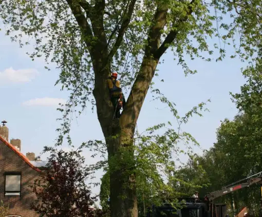 images/bomen rooien/boom boxtel/11 bomen rooien bomen kappen bomen snoeien bomen vellen Boekel Loon op Zand Kaatsheuvel de Moer-510x424-9ef