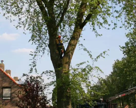 images/bomen rooien/boom boxtel/11 bomen rooien bomen kappen bomen snoeien bomen vellen Boekel Loon op Zand Kaatsheuvel de Moer-530x424-63a