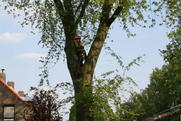 images/bomen rooien/boom boxtel/11 bomen rooien bomen kappen bomen snoeien bomen vellen Boekel Loon op Zand Kaatsheuvel de Moer-635x424-18c