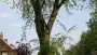images/bomen rooien/boom boxtel/11 bomen rooien bomen kappen bomen snoeien bomen vellen Boekel Loon op Zand Kaatsheuvel de Moer-90x51-f76
