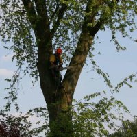 images/bomen rooien/boom boxtel/12 bomen rooien bomen kappen bomen snoeien bomen vellen Halderberge Boxmeer Helmond esbeek-200x200-6cf