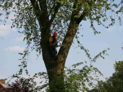images/bomen rooien/boom boxtel/12 bomen rooien bomen kappen bomen snoeien bomen vellen Halderberge Boxmeer Helmond esbeek-250x188-412