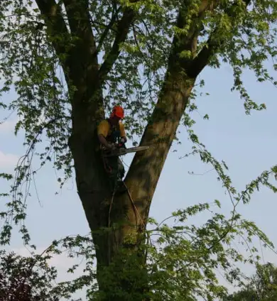 images/bomen rooien/boom boxtel/12 bomen rooien bomen kappen bomen snoeien bomen vellen Halderberge Boxmeer Helmond esbeek-390x424-737