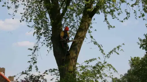 images/bomen rooien/boom boxtel/12 bomen rooien bomen kappen bomen snoeien bomen vellen Halderberge Boxmeer Helmond esbeek-510x287-ce1