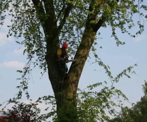 images/bomen rooien/boom boxtel/12 bomen rooien bomen kappen bomen snoeien bomen vellen Halderberge Boxmeer Helmond esbeek-510x424-9ef