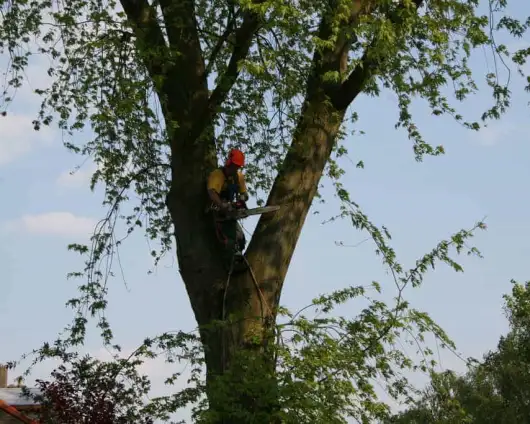 images/bomen rooien/boom boxtel/12 bomen rooien bomen kappen bomen snoeien bomen vellen Halderberge Boxmeer Helmond esbeek-530x424-63a