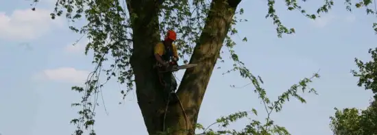 images/bomen rooien/boom boxtel/12 bomen rooien bomen kappen bomen snoeien bomen vellen Halderberge Boxmeer Helmond esbeek-550x197-043