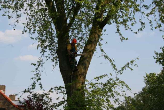 images/bomen rooien/boom boxtel/12 bomen rooien bomen kappen bomen snoeien bomen vellen Halderberge Boxmeer Helmond esbeek-635x424-5fe