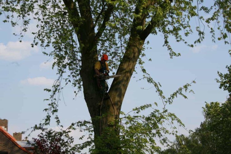 images/bomen rooien/boom boxtel/12 bomen rooien bomen kappen bomen snoeien bomen vellen Halderberge Boxmeer Helmond esbeek-750x500-185