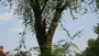 images/bomen rooien/boom boxtel/12 bomen rooien bomen kappen bomen snoeien bomen vellen Halderberge Boxmeer Helmond esbeek-90x51-f76