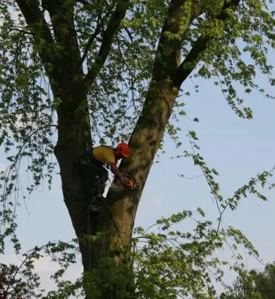 images/bomen rooien/boom boxtel/13 bomen rooien bomen kappen bomen vellen bomen snoeien helvoirt nieuwcuik-390x424-737