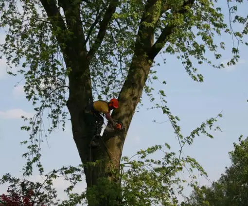 images/bomen rooien/boom boxtel/13 bomen rooien bomen kappen bomen vellen bomen snoeien helvoirt nieuwcuik-510x424-9ef