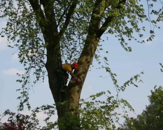 images/bomen rooien/boom boxtel/13 bomen rooien bomen kappen bomen vellen bomen snoeien helvoirt nieuwcuik-530x424-63a