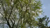 images/bomen rooien/boom boxtel/15 bomen rooien bomen kappen bomen snoein Montferland Elburg Renkum-160x90-e40