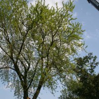 images/bomen rooien/boom boxtel/15 bomen rooien bomen kappen bomen snoein Montferland Elburg Renkum-200x200-6cf