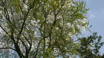 images/bomen rooien/boom boxtel/15 bomen rooien bomen kappen bomen snoein Montferland Elburg Renkum-210x118-b3d