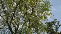 images/bomen rooien/boom boxtel/15 bomen rooien bomen kappen bomen snoein Montferland Elburg Renkum-210x119-287