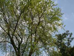 images/bomen rooien/boom boxtel/15 bomen rooien bomen kappen bomen snoein Montferland Elburg Renkum-250x188-412