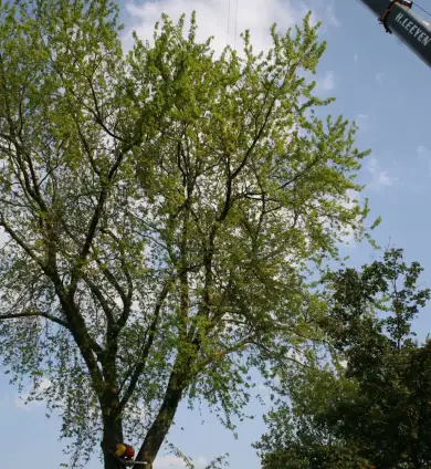 images/bomen rooien/boom boxtel/15 bomen rooien bomen kappen bomen snoein Montferland Elburg Renkum-390x424-737