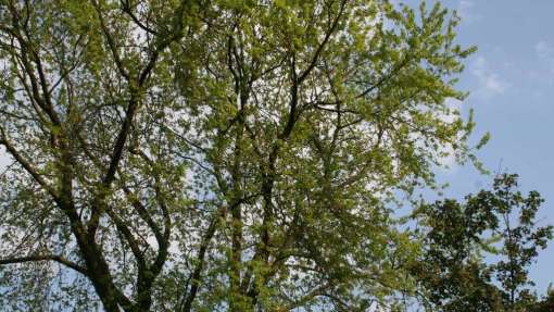 images/bomen rooien/boom boxtel/15 bomen rooien bomen kappen bomen snoein Montferland Elburg Renkum-510x287-4e3