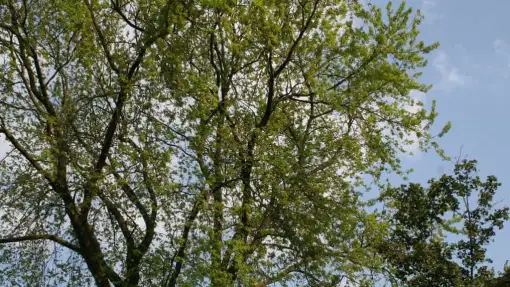 images/bomen rooien/boom boxtel/15 bomen rooien bomen kappen bomen snoein Montferland Elburg Renkum-510x287-ce1