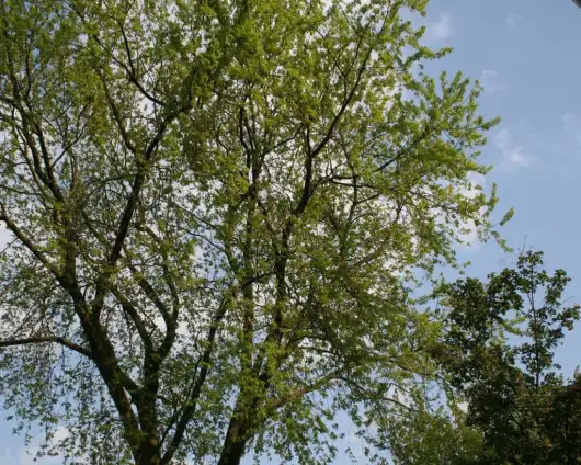 images/bomen rooien/boom boxtel/15 bomen rooien bomen kappen bomen snoein Montferland Elburg Renkum-530x424-63a