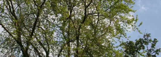 images/bomen rooien/boom boxtel/15 bomen rooien bomen kappen bomen snoein Montferland Elburg Renkum-550x197-043