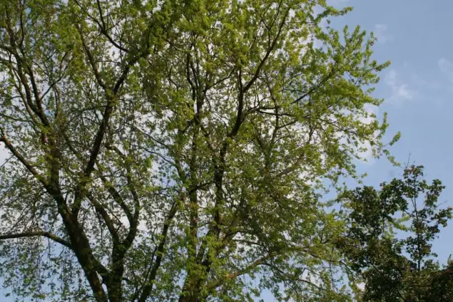 images/bomen rooien/boom boxtel/15 bomen rooien bomen kappen bomen snoein Montferland Elburg Renkum-635x424-18c