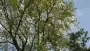 images/bomen rooien/boom boxtel/15 bomen rooien bomen kappen bomen snoein Montferland Elburg Renkum-90x51-f76