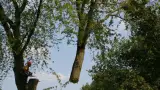 images/bomen rooien/boom boxtel/17 bomen rooien bomen kappen bomen verwijderen bomen snoeien Olderbroek Putten Oost Gelre-160x90-e40