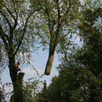 images/bomen rooien/boom boxtel/17 bomen rooien bomen kappen bomen verwijderen bomen snoeien Olderbroek Putten Oost Gelre-200x200-6cf