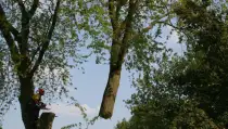 images/bomen rooien/boom boxtel/17 bomen rooien bomen kappen bomen verwijderen bomen snoeien Olderbroek Putten Oost Gelre-210x119-287