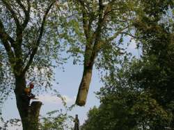 images/bomen rooien/boom boxtel/17 bomen rooien bomen kappen bomen verwijderen bomen snoeien Olderbroek Putten Oost Gelre-250x188-412
