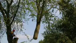 images/bomen rooien/boom boxtel/17 bomen rooien bomen kappen bomen verwijderen bomen snoeien Olderbroek Putten Oost Gelre-257x145-b24