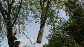 images/bomen rooien/boom boxtel/17 bomen rooien bomen kappen bomen verwijderen bomen snoeien Olderbroek Putten Oost Gelre-290x163-73f