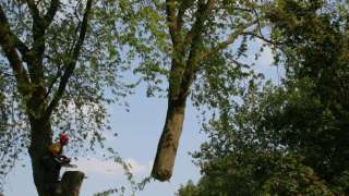 images/bomen rooien/boom boxtel/17 bomen rooien bomen kappen bomen verwijderen bomen snoeien Olderbroek Putten Oost Gelre-320x180-769