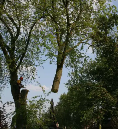 images/bomen rooien/boom boxtel/17 bomen rooien bomen kappen bomen verwijderen bomen snoeien Olderbroek Putten Oost Gelre-390x424-737