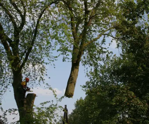 images/bomen rooien/boom boxtel/17 bomen rooien bomen kappen bomen verwijderen bomen snoeien Olderbroek Putten Oost Gelre-510x424-9ef