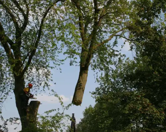 images/bomen rooien/boom boxtel/17 bomen rooien bomen kappen bomen verwijderen bomen snoeien Olderbroek Putten Oost Gelre-530x424-63a