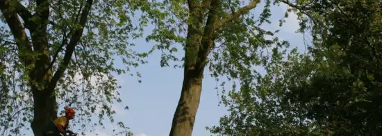 images/bomen rooien/boom boxtel/17 bomen rooien bomen kappen bomen verwijderen bomen snoeien Olderbroek Putten Oost Gelre-550x197-043