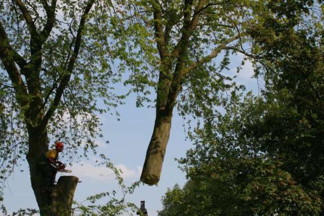 images/bomen rooien/boom boxtel/17 bomen rooien bomen kappen bomen verwijderen bomen snoeien Olderbroek Putten Oost Gelre-635x424-5fe