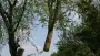 images/bomen rooien/boom boxtel/17 bomen rooien bomen kappen bomen verwijderen bomen snoeien Olderbroek Putten Oost Gelre-90x51-f76