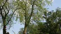 images/bomen rooien/boom boxtel/18 bomen rooien bomen kappen bomen snoein Aalten Arhem Heumen Nijkerk Hattem-210x118-b3d