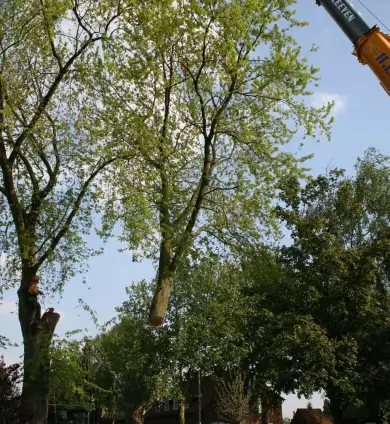 images/bomen rooien/boom boxtel/18 bomen rooien bomen kappen bomen snoein Aalten Arhem Heumen Nijkerk Hattem-390x424-737
