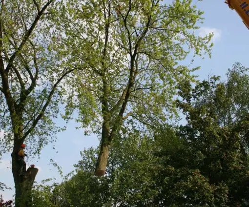 images/bomen rooien/boom boxtel/18 bomen rooien bomen kappen bomen snoein Aalten Arhem Heumen Nijkerk Hattem-510x424-9ef