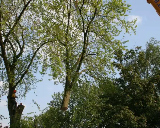 images/bomen rooien/boom boxtel/18 bomen rooien bomen kappen bomen snoein Aalten Arhem Heumen Nijkerk Hattem-530x424-63a