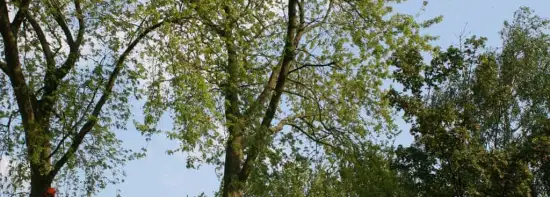 images/bomen rooien/boom boxtel/18 bomen rooien bomen kappen bomen snoein Aalten Arhem Heumen Nijkerk Hattem-550x197-043